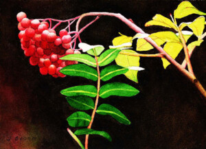 Julian Bloom "Berries"