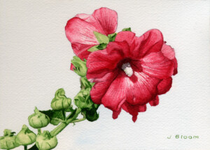 Julian Bloom "Hollyhock"