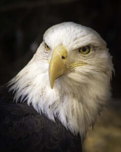 Donna Dean "Eagle Majesty"