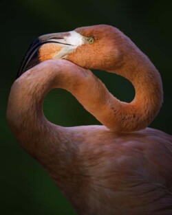 Donna Dean "Flexible Flamingo"