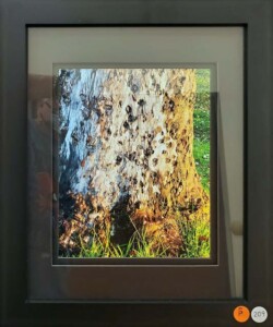 Sandra True Moor "Battle Scars on the Fairway"