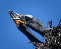 Donna Dean "Cormorant Peek-A-Boo" Photograph, NFS