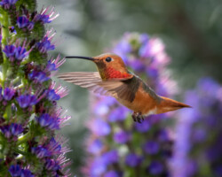 Donna Dean "Hummingbird in Fairyland" Photograph, NFS
