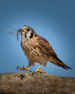 Donna Dean "Kestrels Favorite Snack" Photograph, NFS
