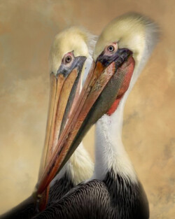 Donna Dean "Pelican Pair" Photograph, NFS