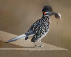 Donna Dean "Rudy the Roadrunner" Photograph, NFS