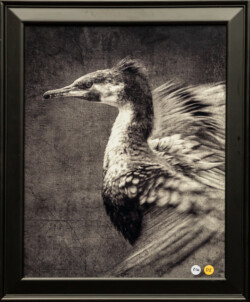 Renee Stewart "White Breasted Cormorant" Digital Image, NFS
