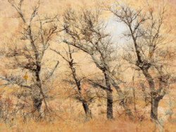 Robert Ball "Autumn Tangle" Digital Image, $75