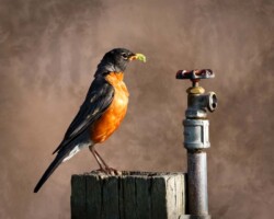 Donna Dean "Early Bird" Photograph NFS