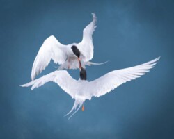 Donna Dean "Mid-Air Kiss" Photograph NFS