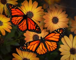 Donna Dean "Monarch Magic" Photograph NFS