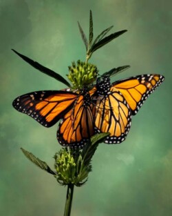 Donna Dean "Monarch Mating Dance" Photograph NFS