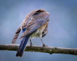 Donna Dean "Peek-A-Bluebird" Photograph NFS