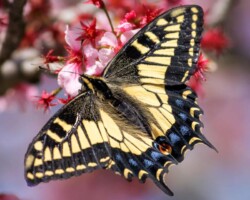 Donna Dean "Swallowtail" Photograph NFS