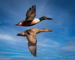 Donna Dean "Synchronized Shovelers" Photograph NFS