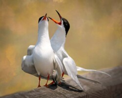 Donna Dean "Terns In Love" Photograph NFS
