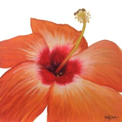 Kathleen Smalley "Orange Hibiscus" Watercolor $700
