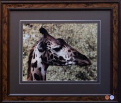 Lorena Sikorski "Portrait" Photograph NFS