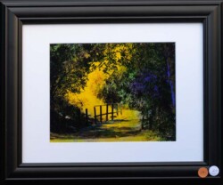 Robert Ball "Forest Path" Photograph $80