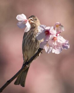 Donna Dean "Cherry Blossom Time" Photograph NFS