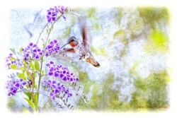 Renee Stewart "Just a Sip"