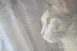 Renee Stewart "She's Gone"