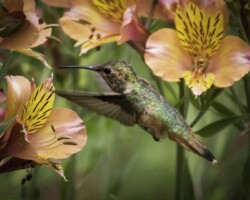 Donna Dean "Hummingbird with Lilies"