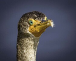 Donna Dean "Jewel Eyes"