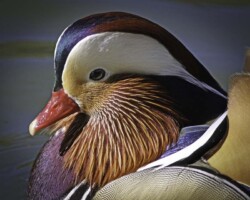 Donna Dean "Mandarin Drake"