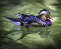 Donna Dean "Mandarin Reflection"