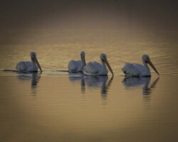 Donna Dean "Sunrise Pelicans"