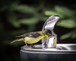 Donna Dean "Thirsty Goldfinch"