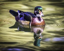 Donna Dean "Wood Duck on Golden Pond"