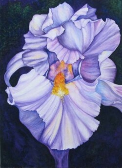Irene Williams "Lone Iris"