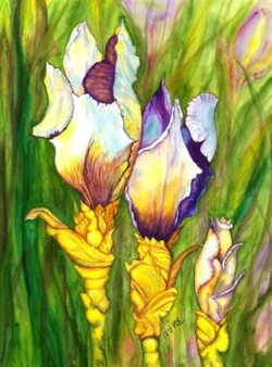 Irene Williams "Three Buds"