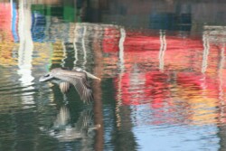 Kathy Wallace-Phelps "Pelican Swoops into Kayaks Reflections"