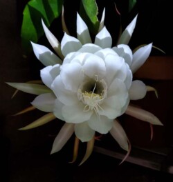 Kay Hyland "Queen of the Night"