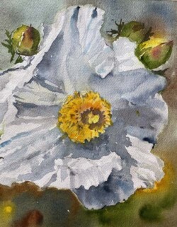 Alexandra Sullivan "Matilija Poppy" NFS