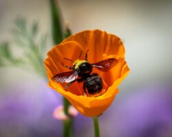 Donna Dean "Bumblebee" NFS