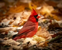 Donna Dean "Cardinal" NFS