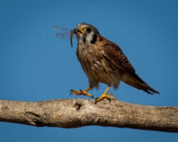 Donna Dean "Kestrel With Dragonfly Snack" NFS