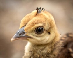 Donna Dean "Peachick" NFS