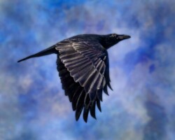 Donna Dean "Raven" NFS