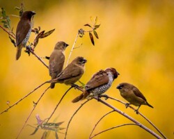 Donna Dean "Scaly Breasted Munia Lineup" NFS