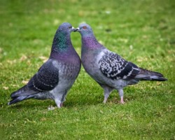 Donna Dean "The Kiss" NFS