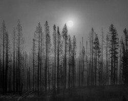 Daniel Anderson "Foggy Sunrise In Yellowstone NP"
