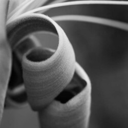 Daniel Anderson "Free Spirited"