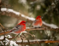 Daniel Anderson "Pine Grosbeak In-Yellowstone NP"