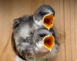 Donna Dean Baby Swallows"