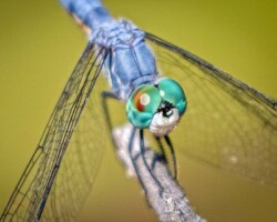 Donna Dean "Dragonfly Smile"